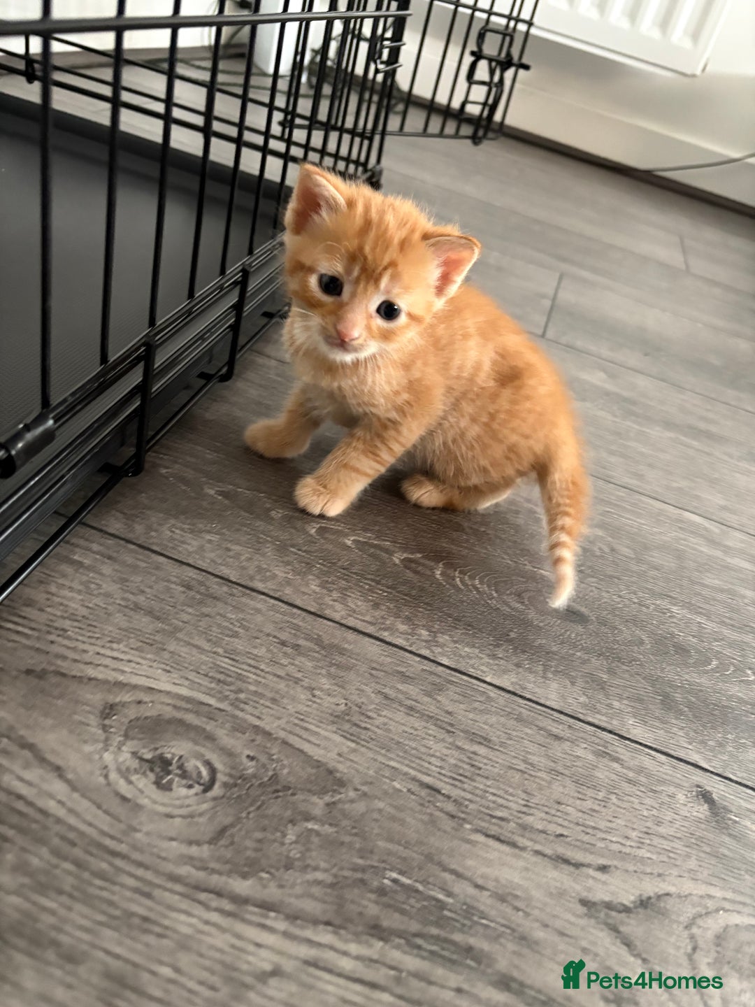 Mixed Breed cats for sale: Kittens for sale  - Image 5