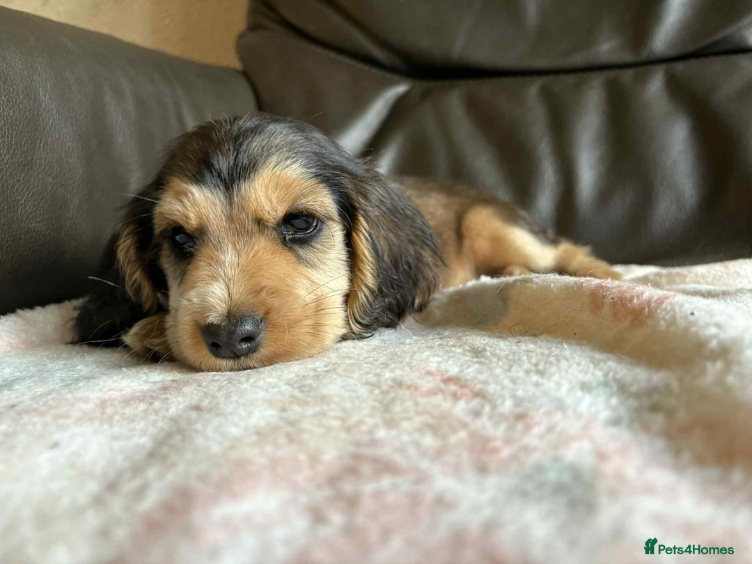 Cocker Spaniel dogs for sale: Show type Cocker Spaniel Puppies - Image 9