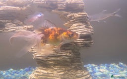 Fancy Goldfish fish for sale: 3x  Orandas / 1x chocolate  - Image 3