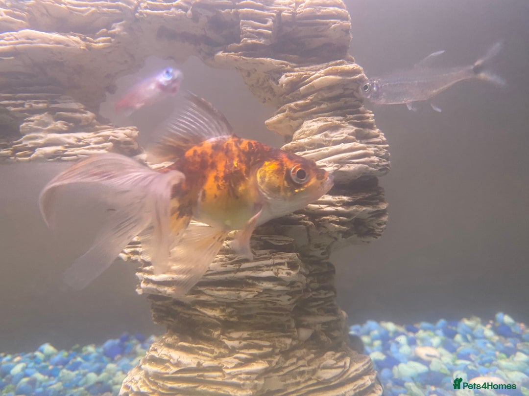 Fancy Goldfish fish for sale: 3x  Orandas / 1x chocolate  - Image 3