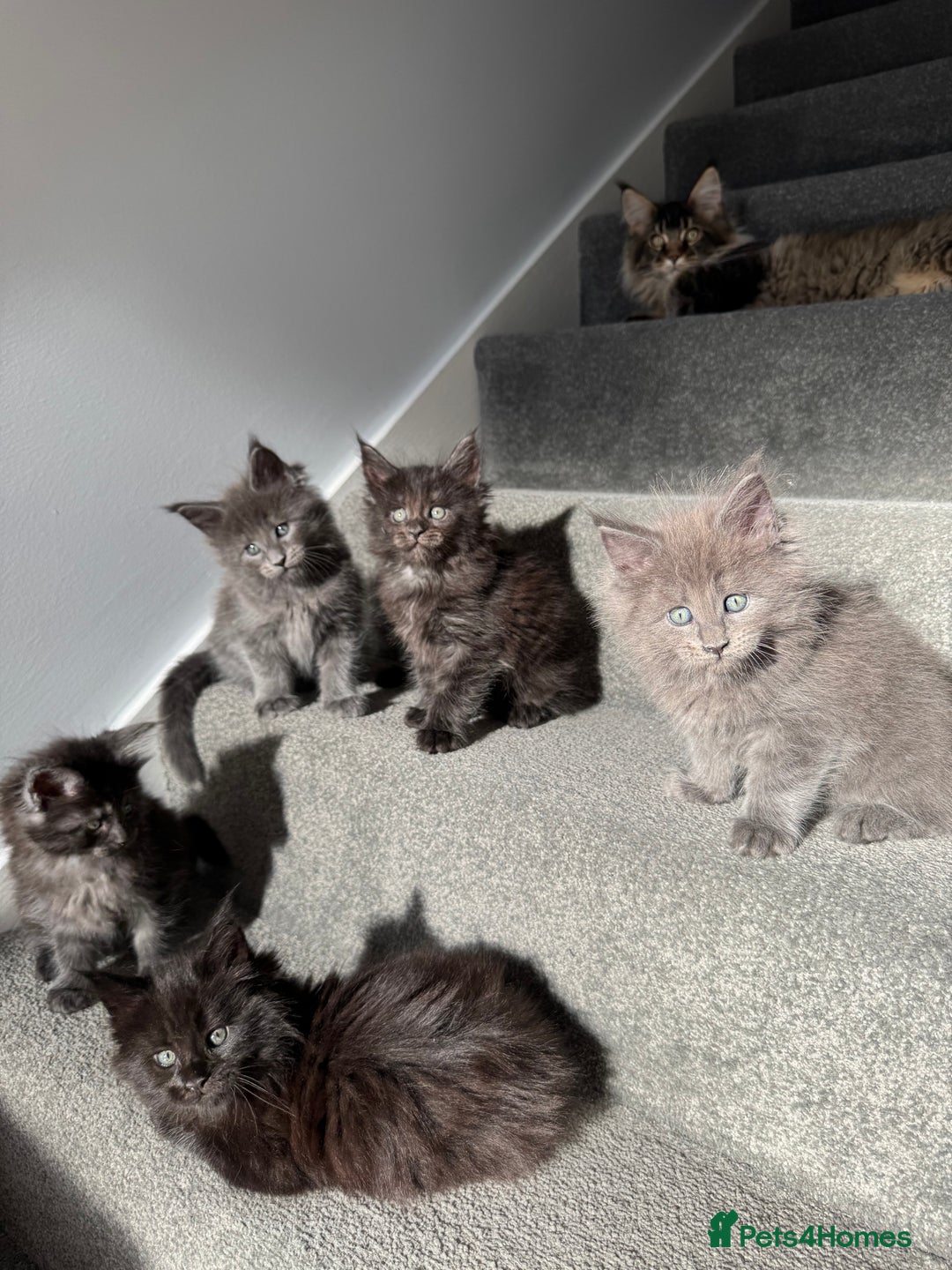 Maine Coon cats for sale: Pedigree Maine Coon Kittens – Blues & Smokes - Advert 22