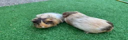 Guinea Pig rodents for sale: Guinea Pigs - Advert 10