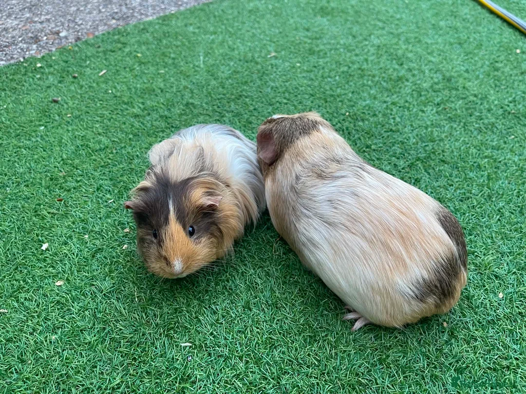 Guinea Pig rodents for sale: Guinea Pigs - Advert 10