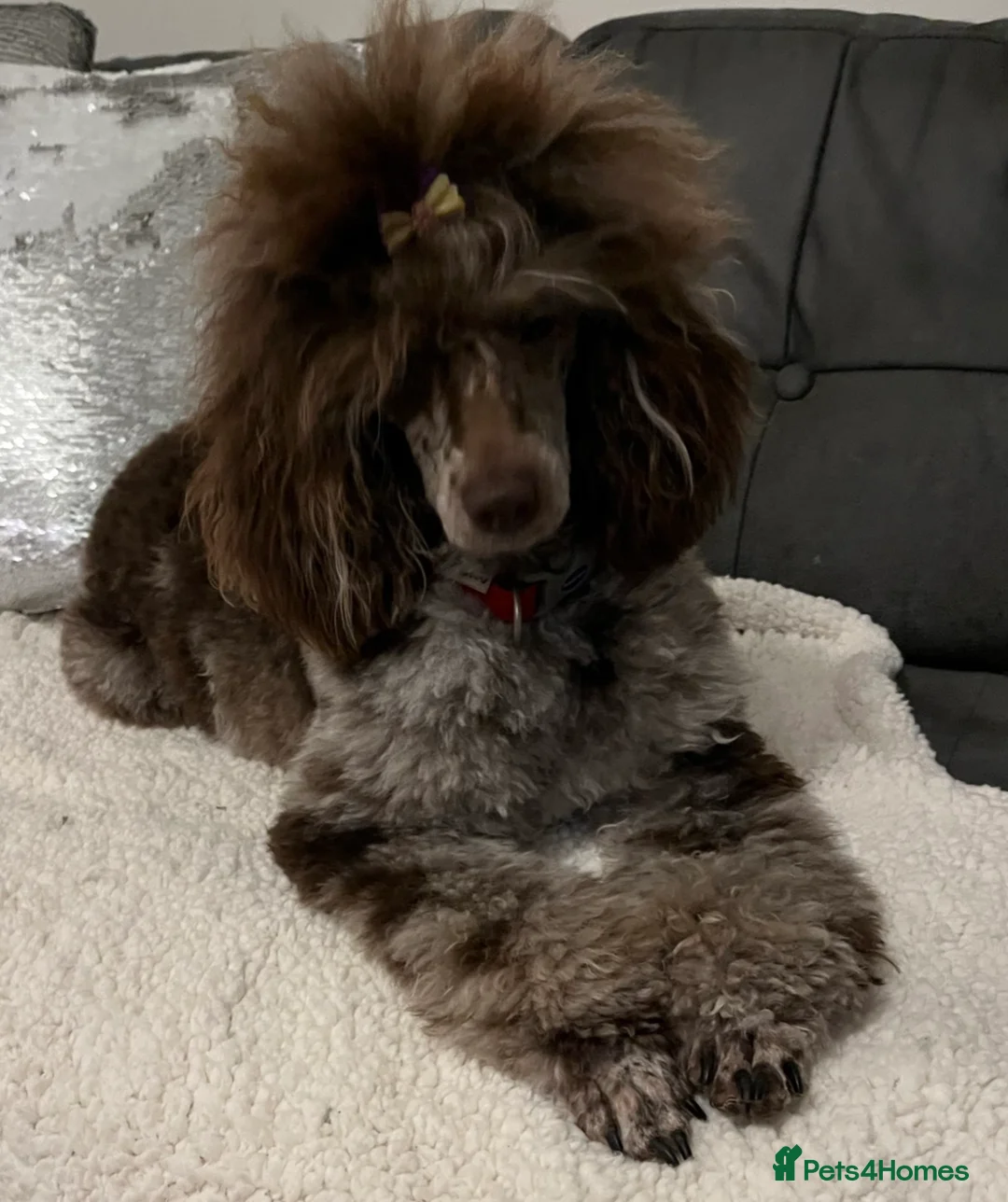 Toy Poodle dogs for stud: EXTENSIVELY DNA CLEAR BROWN MERLE POODLE STUD  in Hoddesdon - Advert 10