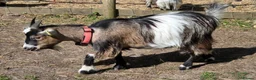 Goats livestock for sale: 2x Pygmy Goats Wether and Nanny - Advert 3