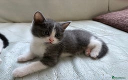 Mixed Breed cats for sale: Kittens for sale - Image 26