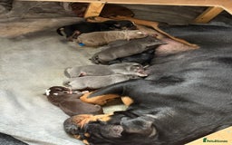 Olde English Bulldogge dogs for sale: Olde English Bulldogge Litter. - Image 1