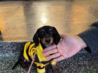 Miniature Dachshund dogs Coconut - Advert 2