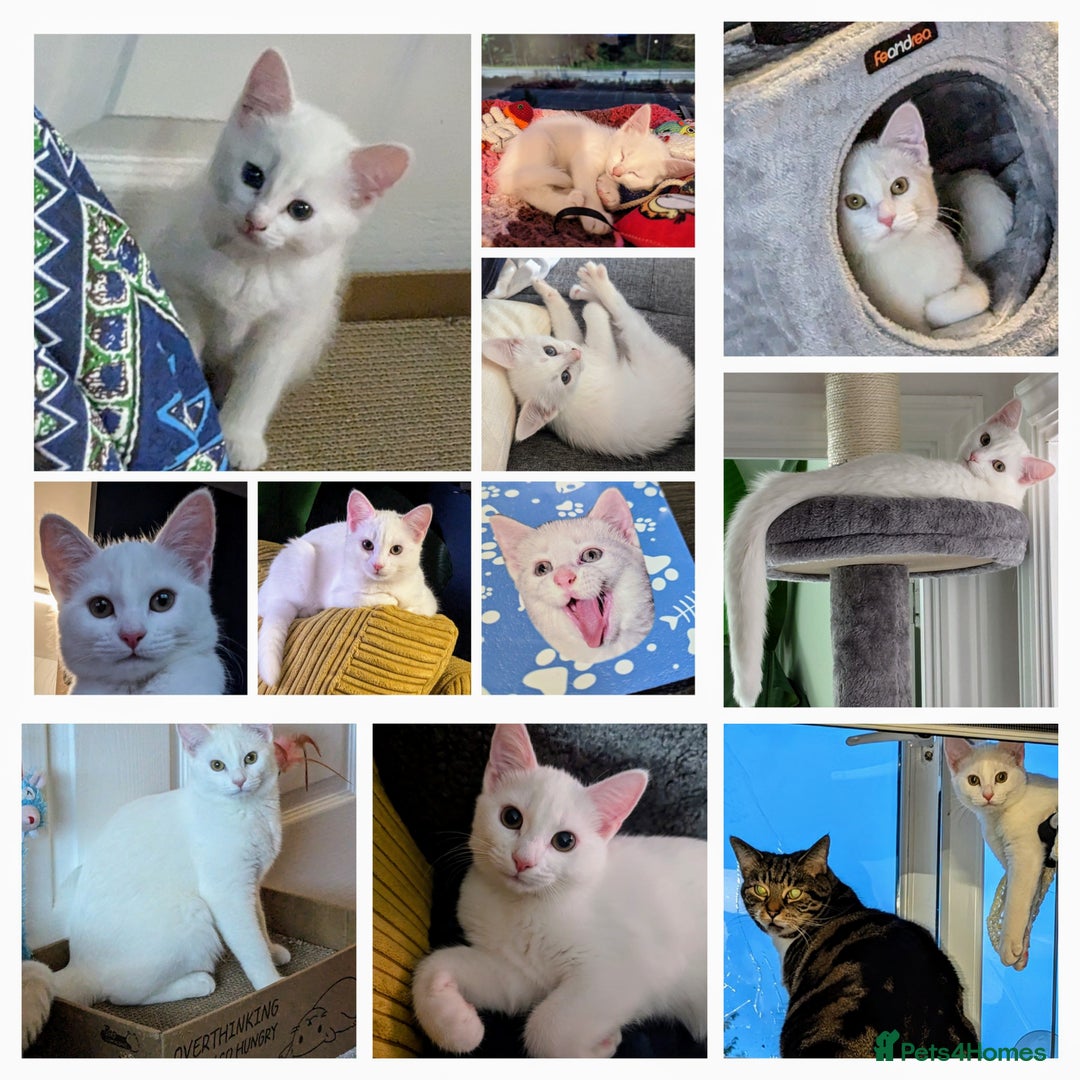Domestic Shorthair cats for sale: Heartbreaking Rehome-18 month old Pure White Cat x - Image 27
