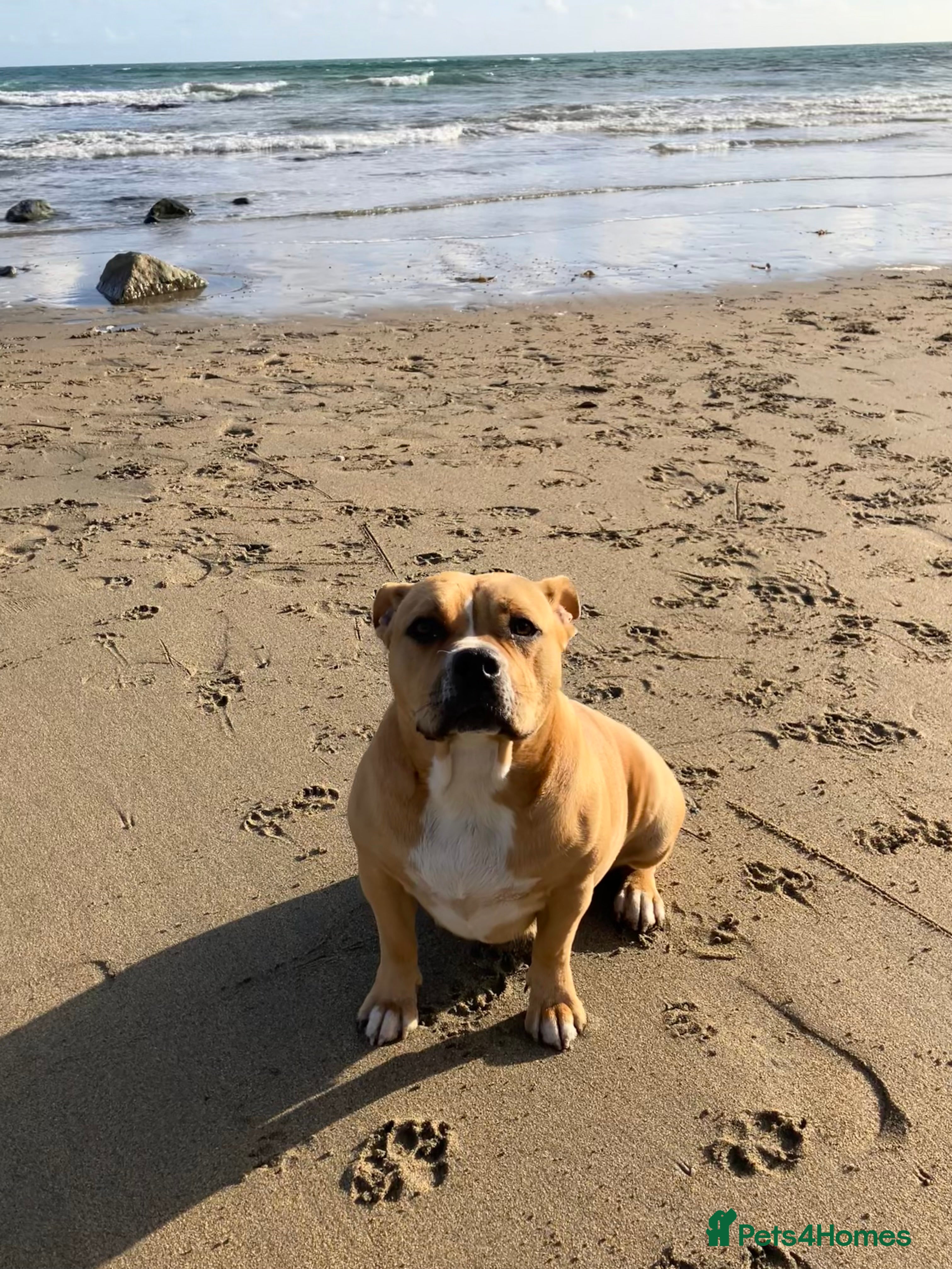 Staffordshire Bull Terrier dogs Ari - beautiful staffy cross - Advert 1