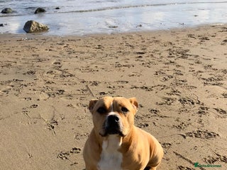 Staffordshire Bull Terrier dogs Ari - beautiful staffy cross - Advert 8