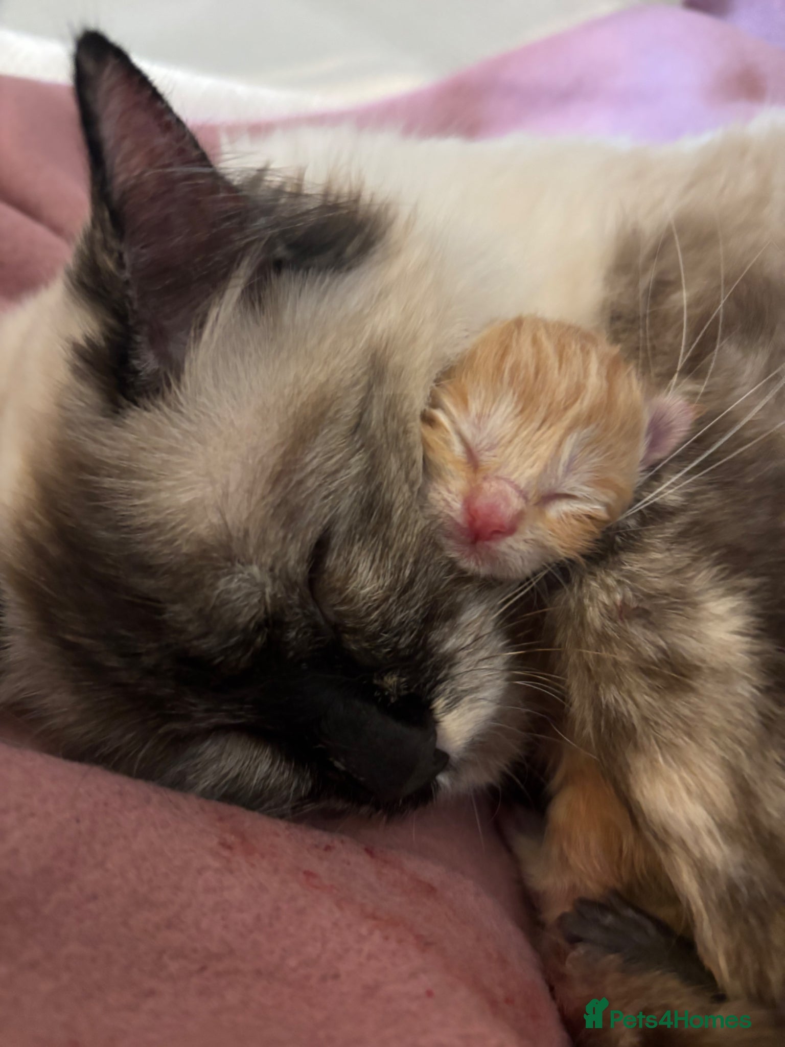 Mixed Breed cats Ragdoll x kittens  - Advert 17