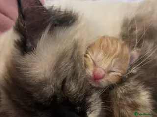 Mixed Breed cats Ragdoll x kittens - Advert 17