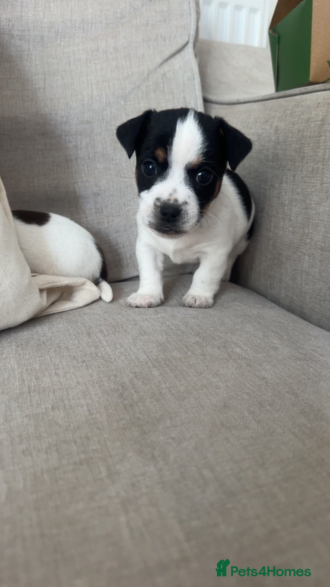 Jack Russell dogs Jack Russel.. Ready 26th sept! 1 BOY LEFT! - Advert 8