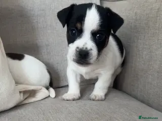 Jack Russell dogs Jack Russel.. Ready 26th sept! 1 BOY LEFT! - Advert 8