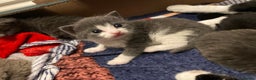 Domestic Shorthair cats for sale: 5 Adorable Kittens - available now! - Advert 7