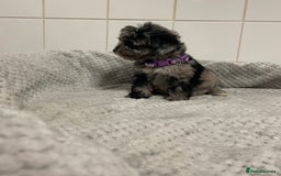 Cockapoo dogs for sale: Beautiful merle puppy’s available  - Image 2