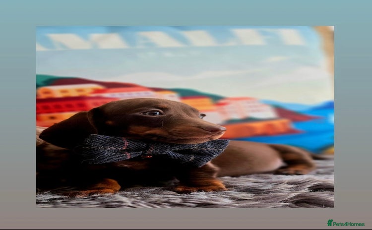Miniature Dachshund dogs in Nelson - Advert 6