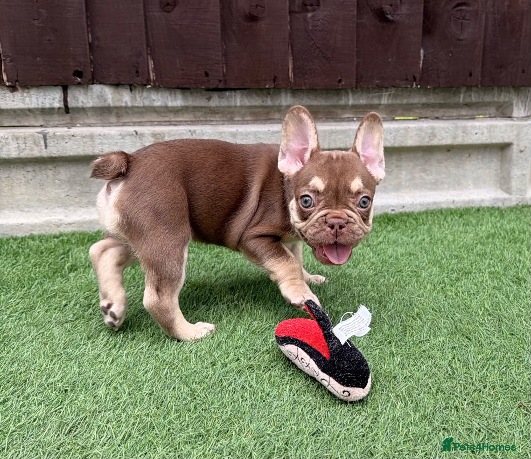 French Bulldog dogs KC French bulldog puppies highly healthed parents - Advert 1