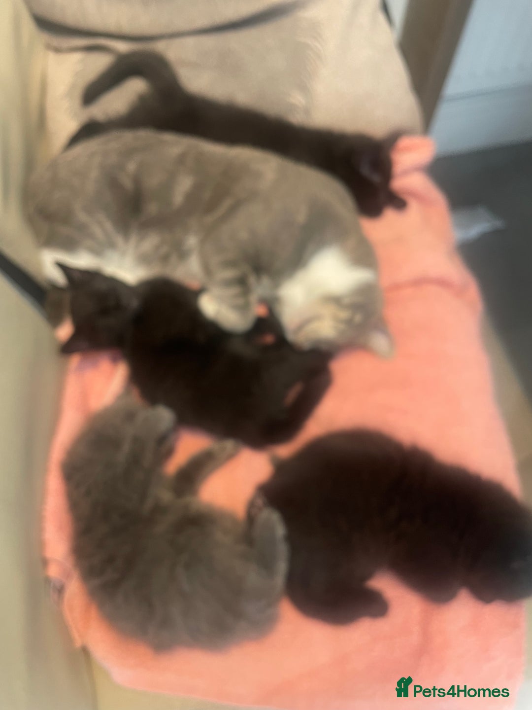 British Shorthair cats for sale: Beautiful kittens for sale - Image 7