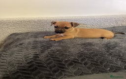 Jack Russell dogs for sale: Jack Russell puppies  - Image 2