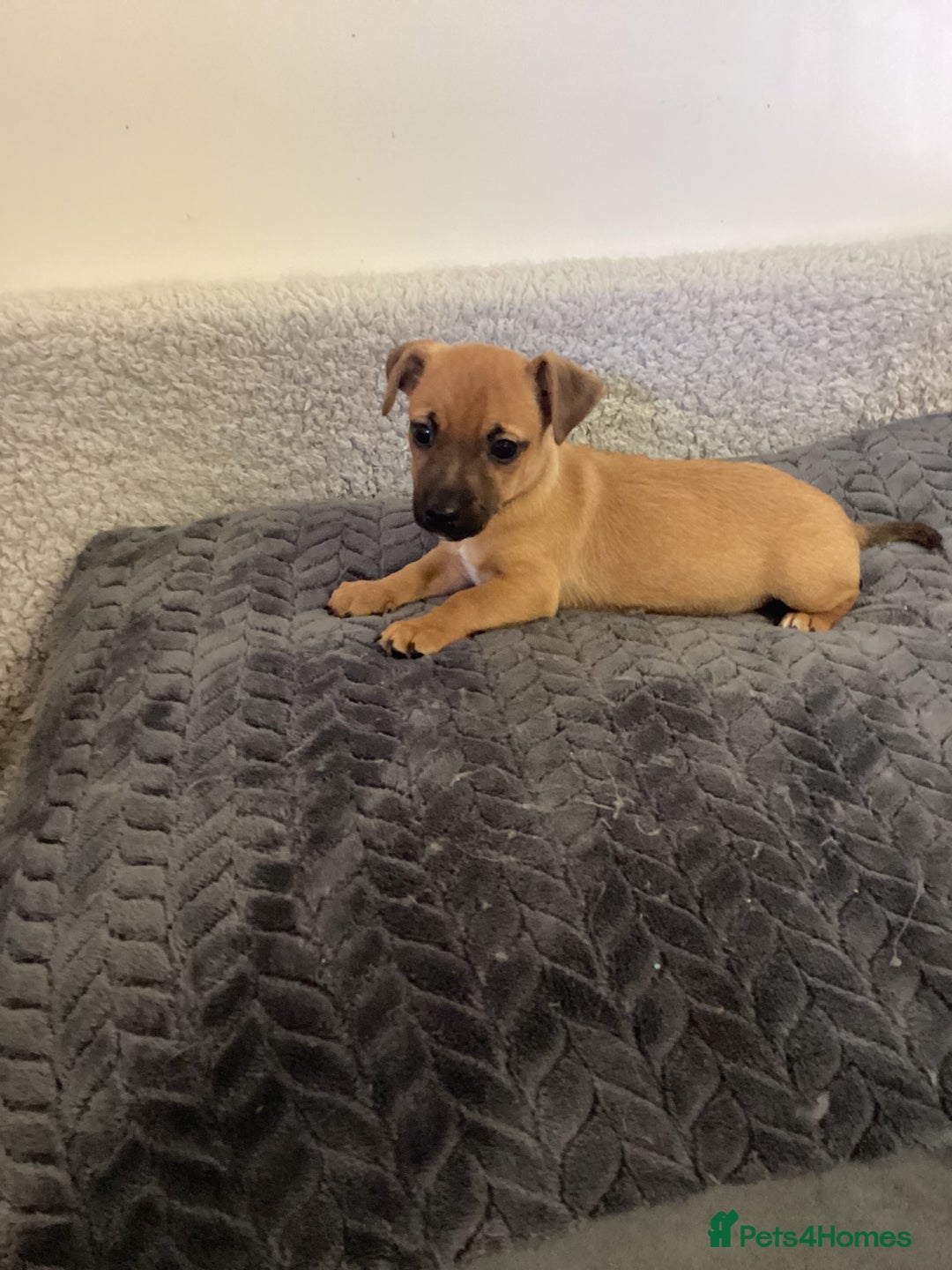 Jack Russell dogs for sale: Jack Russell puppies  - Image 2