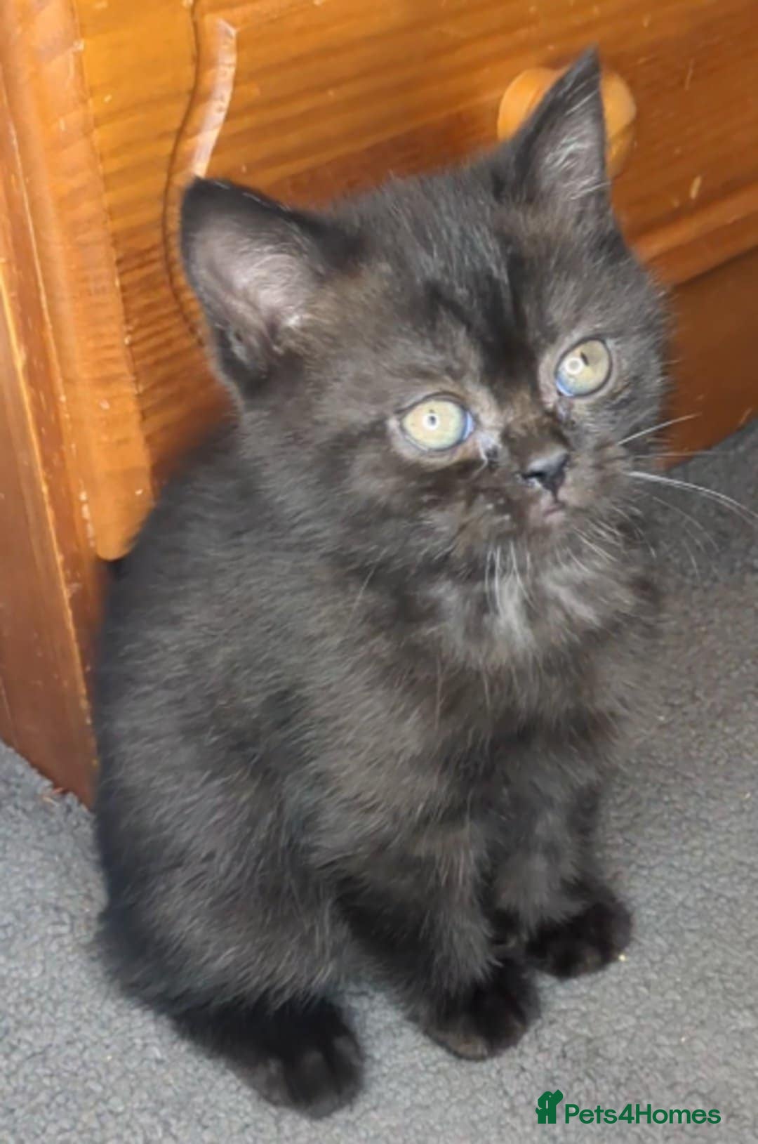 British Shorthair cats for sale:  Ready now. British shorthair kittens  - Image 7