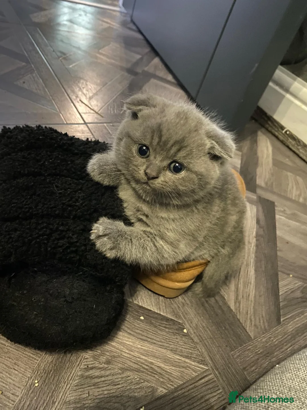 British Shorthair cats for sale: British shorthair snd scottish fold  - Advert 8