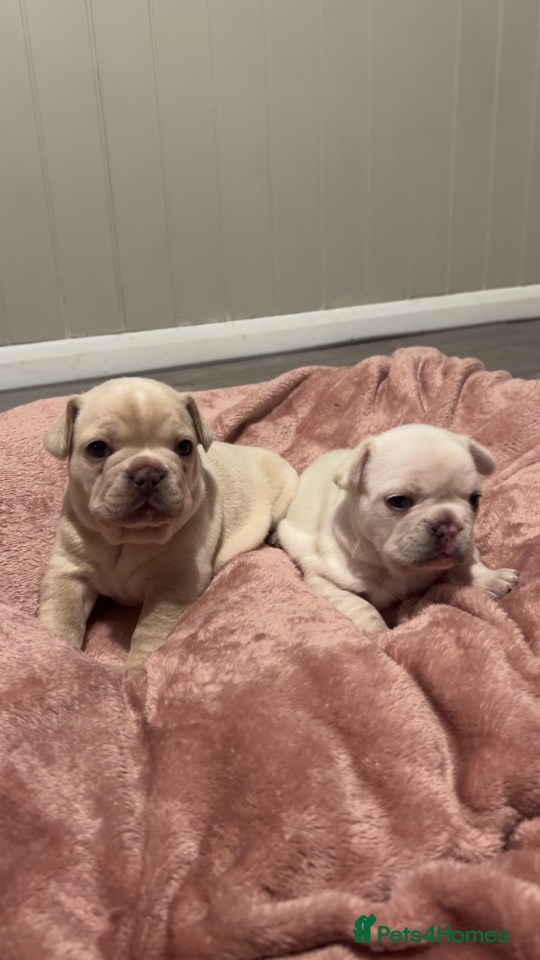 French Bulldog dogs for sale: last girl ready to leave now 🐾⚡️ - Advert 14