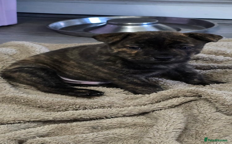 Mixed Breed dogs Chaffy puppies Chow x Staffy - Advert 4