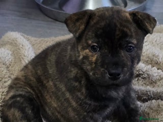 Mixed Breed dogs Chaffy puppies Chow x Staffy - Advert 4