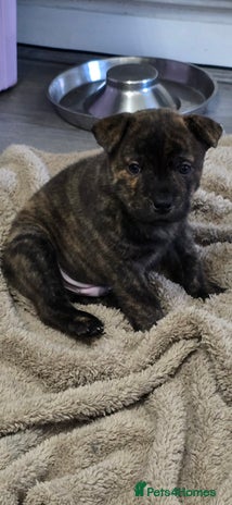 Mixed Breed dogs Chaffy puppies Chow x Staffy - Advert 10