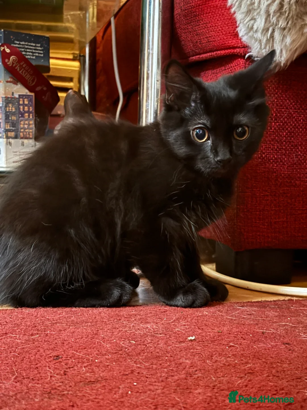 Mixed Breed cats for sale: £30 Three adorable kittens ready immediately  - Image 11