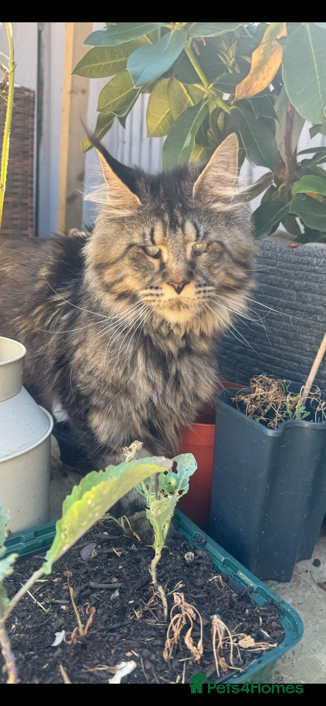 Maine Coon cats for sale: Super size mainecoon  - Image 5