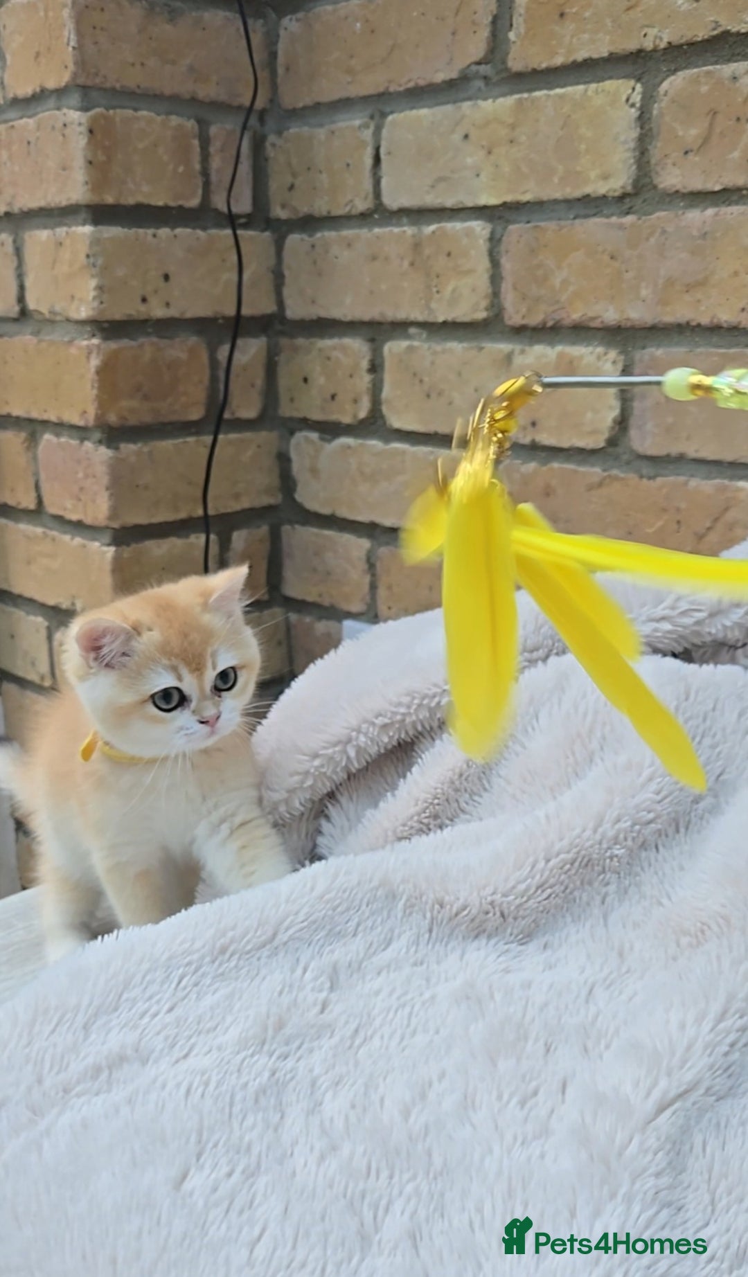 British Shorthair cats for sale: Gorgeous golden fluffs ready now in Peterborough - Image 5