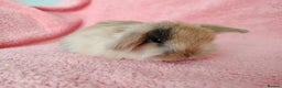 Mini Lop rabbits for sale: Baby mini lops for sale  - Advert 2
