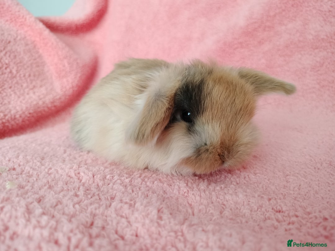 Mini Lop rabbits for sale: Baby mini lops for sale  - Advert 2