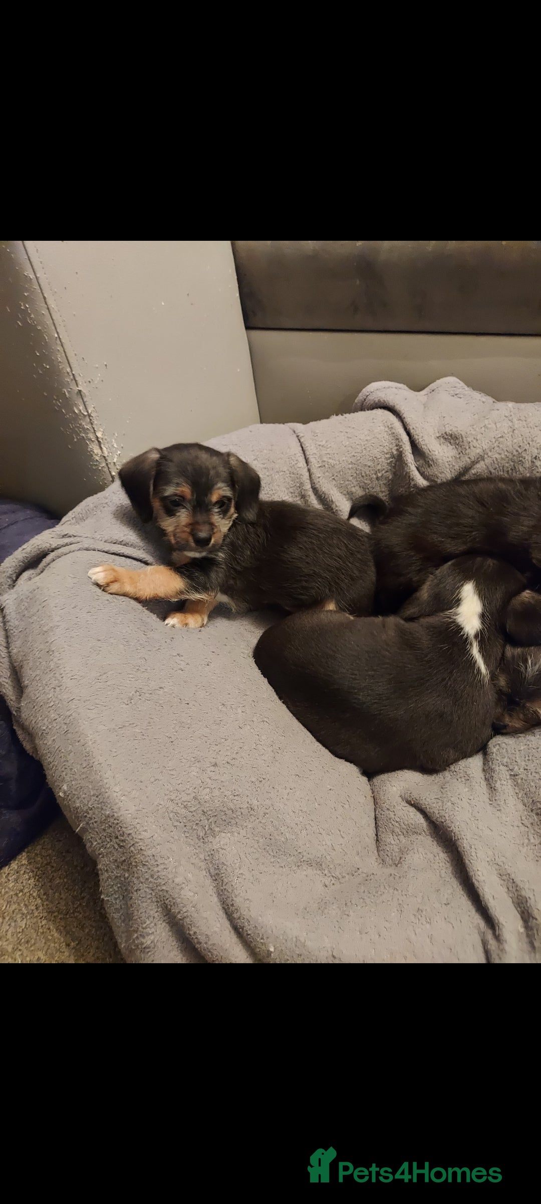 Mixed Breed dogs for sale: Very beautiful and sweet bolognese with dachshund  - Advert 3