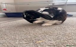 English Lop rabbits for sale: Dennis the English lop - Image 2