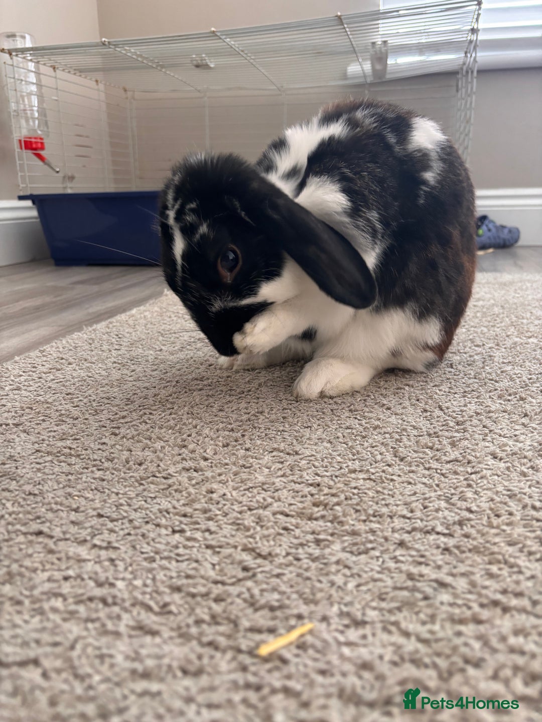 English Lop rabbits for sale: Dennis the English lop - Image 2