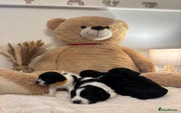 Mixed Breed dogs for sale: Cocker Sproodle Puppies ready 16/12 - Advert 3