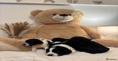 Mixed Breed dogs Cocker Sproodle Puppies ready 16/12 - Advert 2