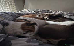 English Bulldog dogs for sale: Bulldog  - Image 6