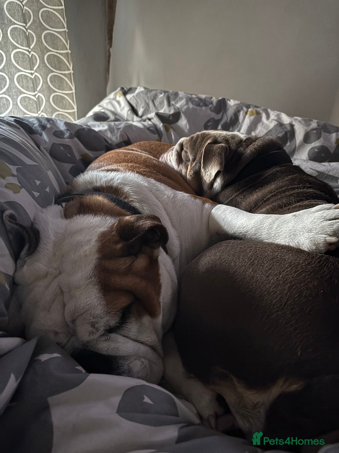 English Bulldog dogs for sale: Bulldog  - Image 6
