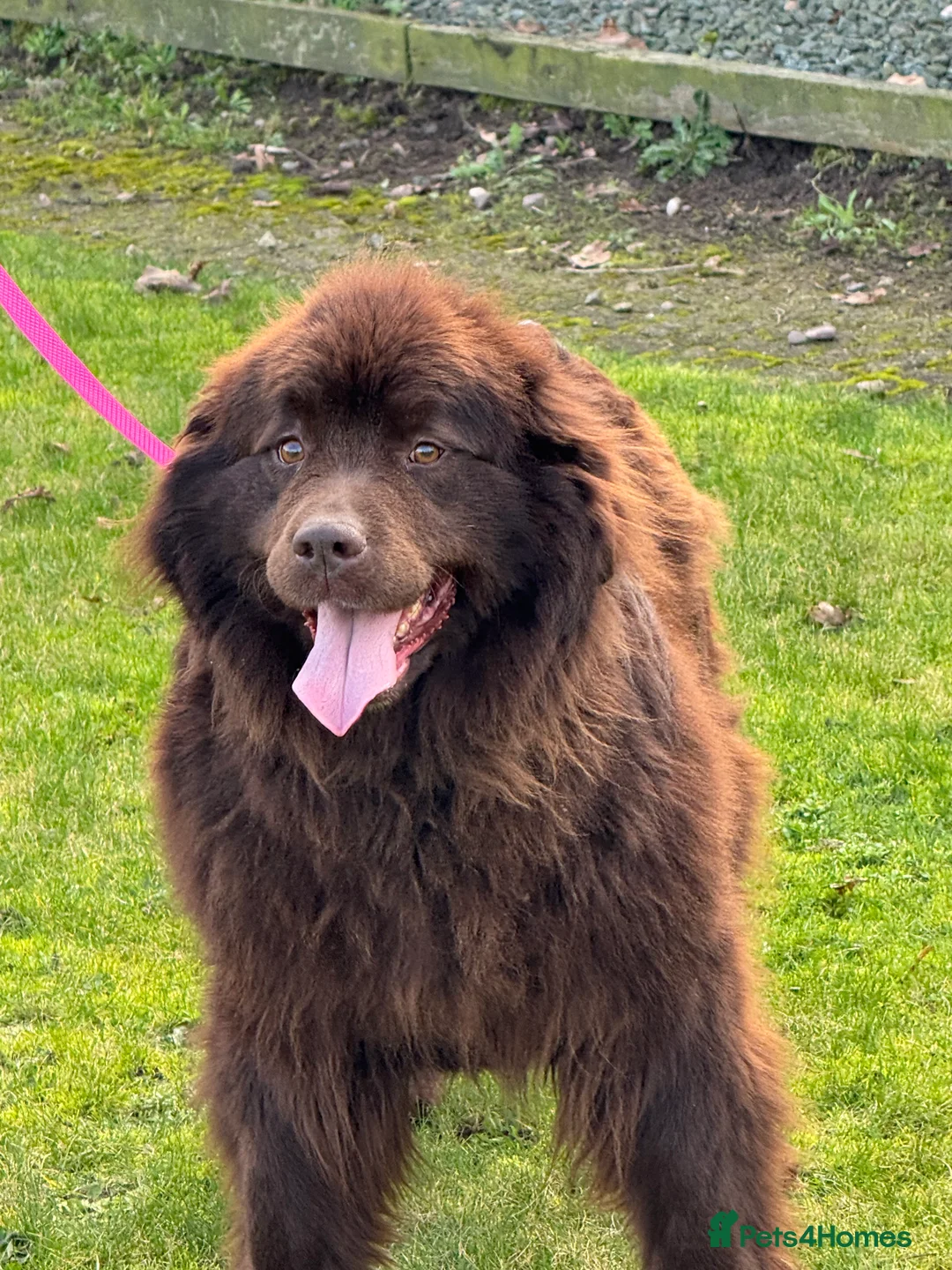 Newfoundland dogs for sale: Beautiful brown Newfoundland girl  - Advert 6
