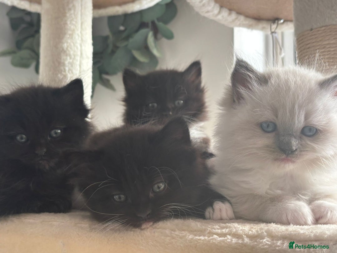 Ragdoll cats for sale: Ragdol mix 4 girls 1 boy - Image 10