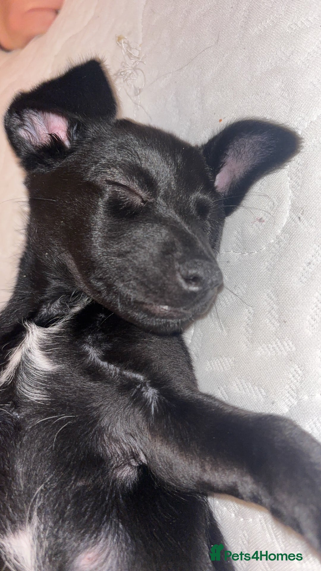 Mixed Breed dogs for sale: Jack Russell mix pup - Image 4