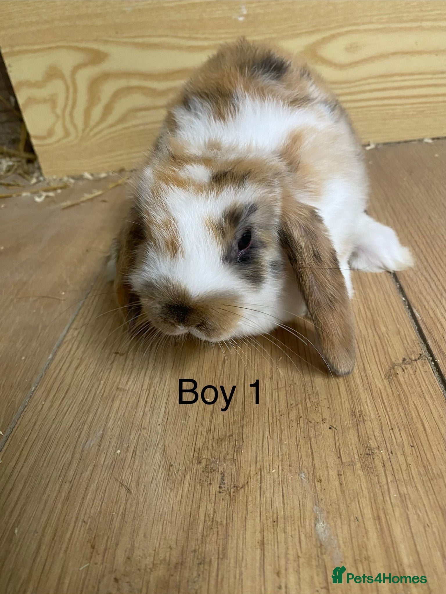 Mini Lop rabbits Beautiful litter of mini lop bunnies - Advert 1