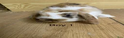 Mini Lop rabbits for sale: Beautiful litter of mini lop bunnies - Advert 1
