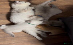 British Shorthair cats for sale: British shorthair silver/golden kittens TICA - Image 13